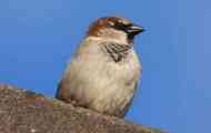 Gdje sparrow živi